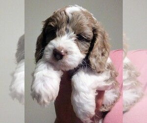 Cavapoo Puppy for sale in EAST PROVIDENCE, RI, USA