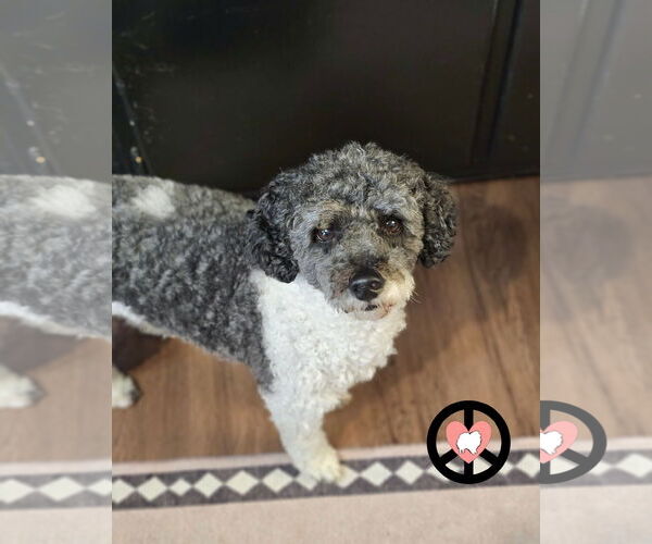 Medium Photo #3 Poodle (Miniature) Puppy For Sale in Lebanon, PA, USA