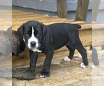 Puppy 1 Cane Corso