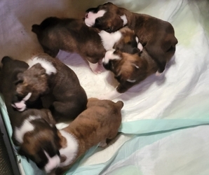 Boxer Litter for sale in WALNUT GROVE, MS, USA