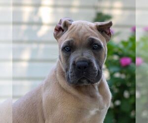 Cane Corso Puppy for sale in HONEY BROOK, PA, USA