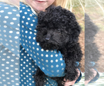 Small Photo #4 Poodle (Toy) Puppy For Sale in WOODSTOCK, CT, USA