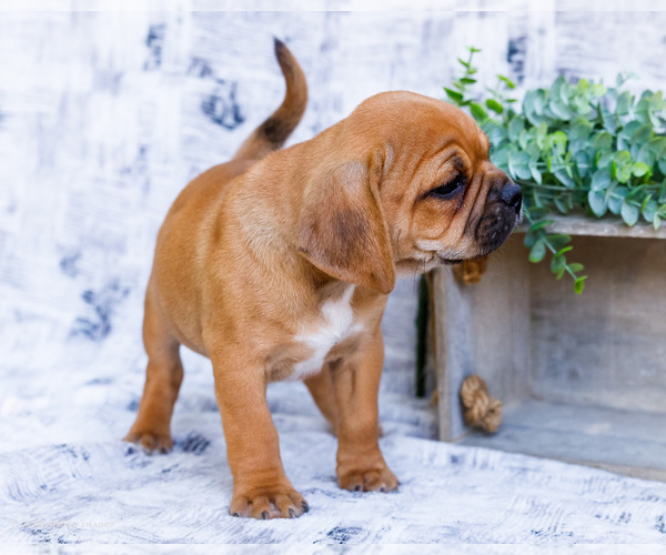 Medium Photo #23 Puggle Puppy For Sale in WAKARUSA, IN, USA