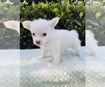 Small #3 Jack Russell Terrier Mix