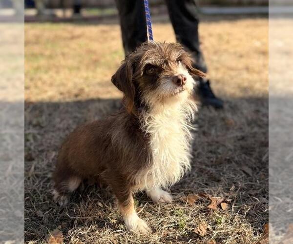 Medium Photo #4 Mutt Puppy For Sale in Yardley, PA, USA