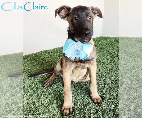 Medium Photo #1 German Shepherd Dog-Unknown Mix Puppy For Sale in San Diego, CA, USA