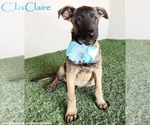Small German Shepherd Dog Mix