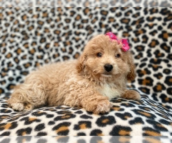 Medium Photo #15 Bichpoo Puppy For Sale in LAKELAND, FL, USA