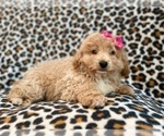 Small Photo #15 Bichpoo Puppy For Sale in LAKELAND, FL, USA