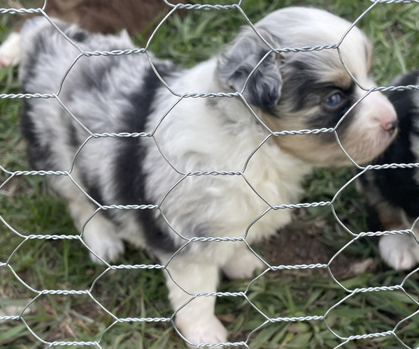 Medium Photo #7 Miniature Australian Shepherd Puppy For Sale in LARKSPUR, CO, USA