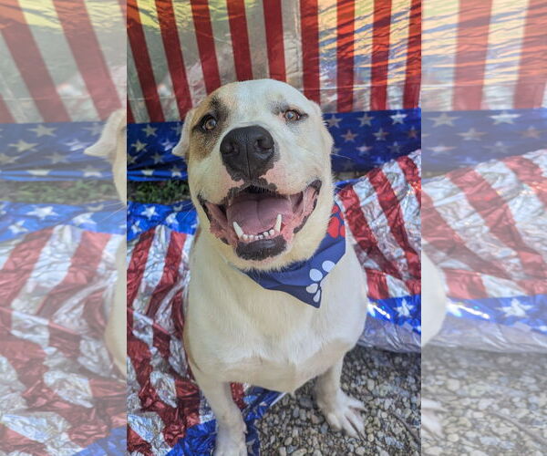 Medium Photo #8 Mastiff-Unknown Mix Puppy For Sale in Calhoun, GA, USA