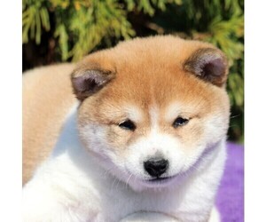 Shiba Inu Puppy for sale in LANCASTER, PA, USA