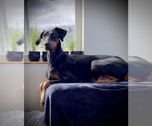 Mother of the Doberman Pinscher puppies born on 04/22/2026