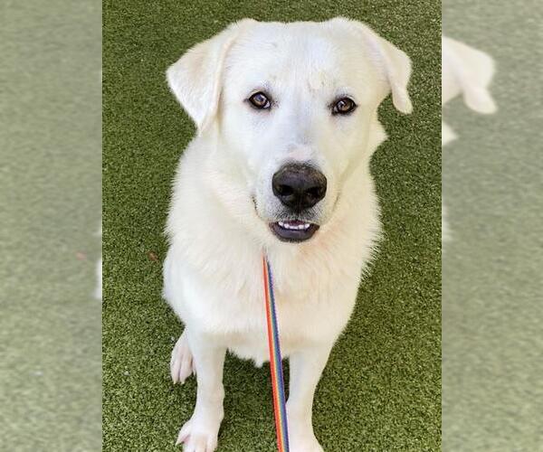 Medium Photo #1 Great Pyrenees-Unknown Mix Puppy For Sale in Fayetteville, NC, USA