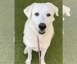 BOWIE - Male Great Pyrenees-Unknown Mix Dog for Adoption - Small photo