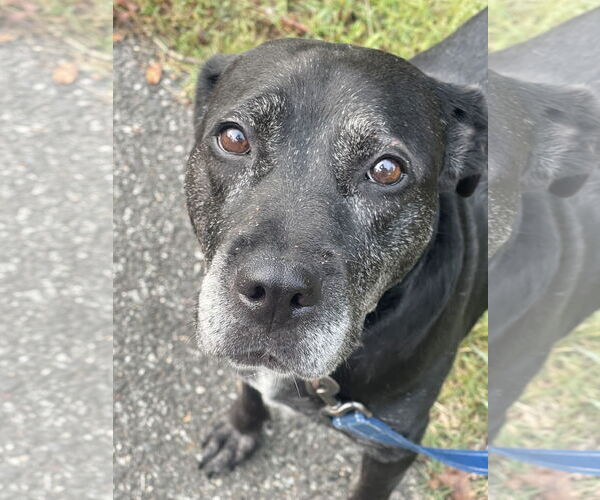 Medium Photo #24 Boxer-Unknown Mix Puppy For Sale in Mount Laurel, NJ, USA
