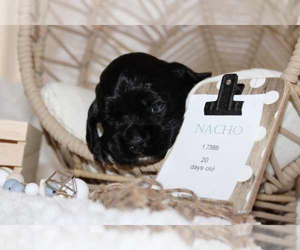 Medium Photo #3 Cocker Spaniel Puppy For Sale in SPRING HILL, FL, USA