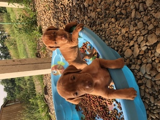 Vizsla Puppy for sale in HARMONY, PA, USA