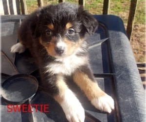 Australian Shepherd Puppy for sale in GLADE HILL, VA, USA