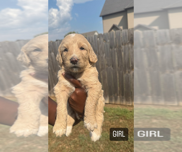 Medium Photo #5 Goldendoodle Puppy For Sale in CLARKSVILLE, TN, USA