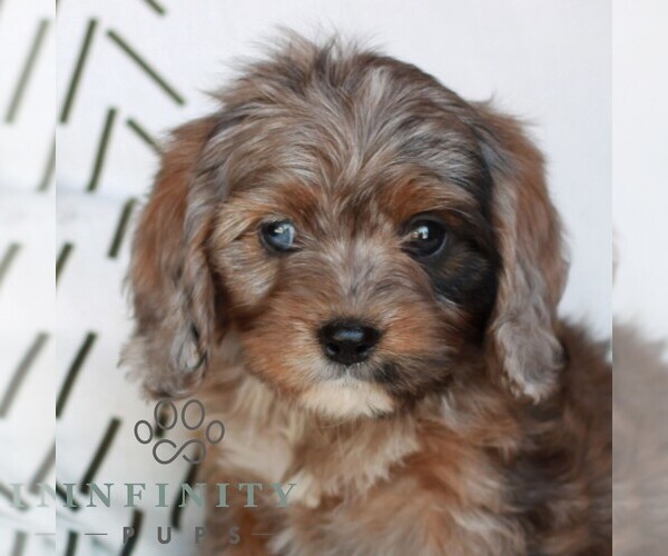 Medium Photo #1 Cavapoo (Miniature) Puppy For Sale in ELIZABETHTOWN, PA, USA