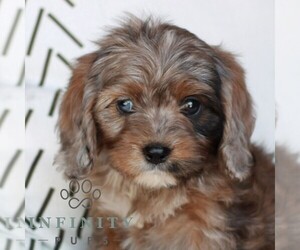 Cavapoo (Miniature) Puppy for sale in ELIZABETHTOWN, PA, USA