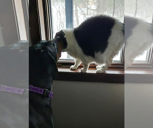 Medium Photo #3 Doberman Pinscher Puppy For Sale in Minneaoplis, MN, USA