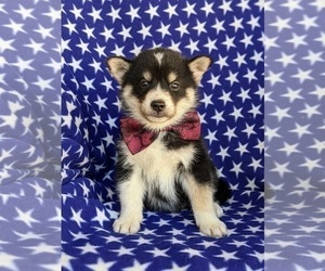 Pomsky Dog for Adoption in EPHRATA, Pennsylvania USA