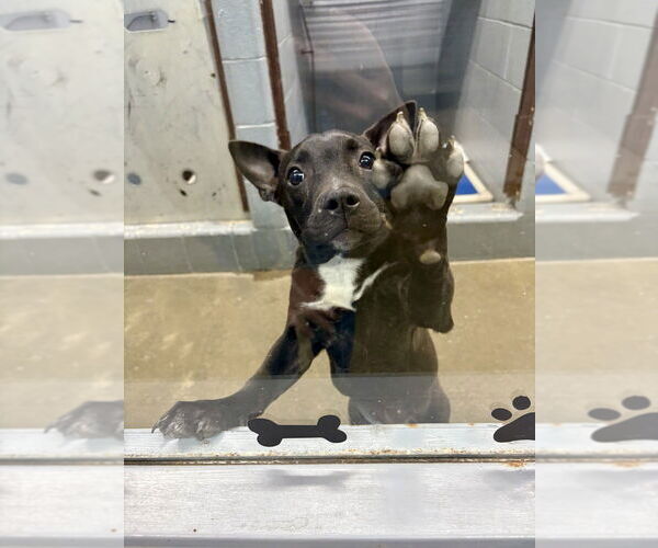 Medium Photo #8 American Pit Bull Terrier Puppy For Sale in Evansville, IN, USA