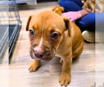 Small Mutt