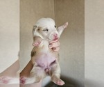 Small Photo #12 American Corgi Puppy For Sale in NOWATA, OK, USA