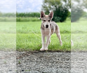 German Shepherd Dog-Siberian Husky Mix Puppy for sale in DE GRAFF, OH, USA