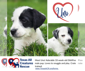 ShihPoo Dogs for adoption in Lillian, TX, USA