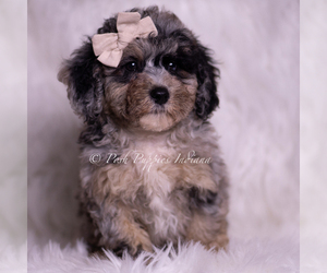 Medium Poodle (Toy)