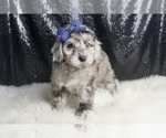 Small #4 Poodle (Toy)