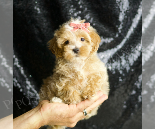 Medium Photo #45 Maltipoo (Miniature) Puppy For Sale in WARSAW, IN, USA