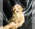 Small Photo #45 Maltipoo (Miniature) Puppy For Sale in WARSAW, IN, USA