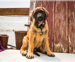 Puppy Felix Mastiff