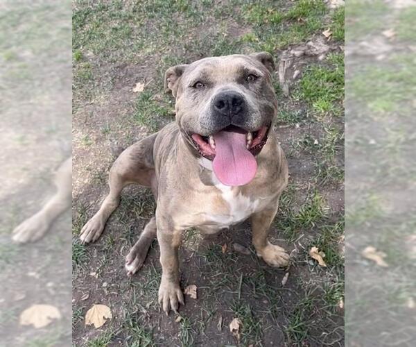 Medium Photo #3 Mutt Puppy For Sale in Riverside, CA, USA