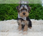 Small Photo #1 Yorkshire Terrier Puppy For Sale in HONEY BROOK, PA, USA