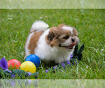 Small #11 Shih Tzu