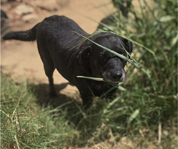 Medium Photo #2 Labrador Retriever-Unknown Mix Puppy For Sale in Jackson, MS, USA
