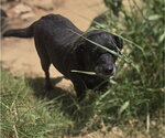 Small #1 Labrador Retriever Mix