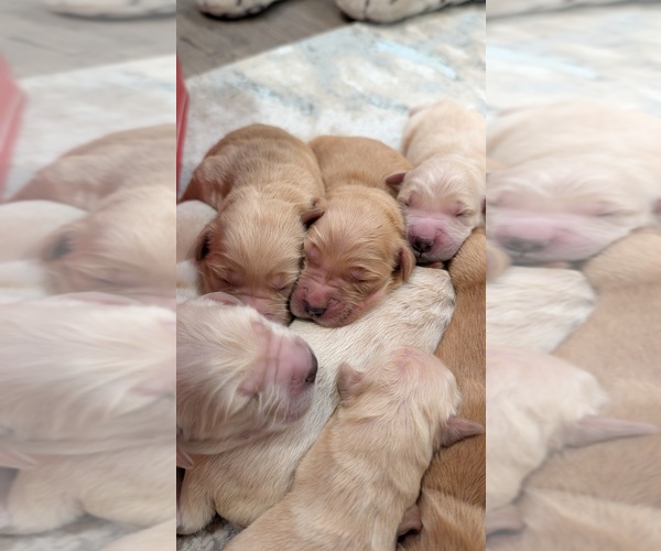 Medium Photo #5 Golden Retriever Puppy For Sale in ELVERTA, CA, USA
