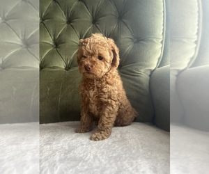 Medium Poodle (Toy)