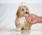 Small #6 Cockapoo (Miniature)