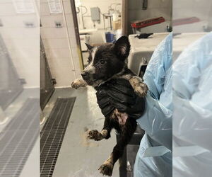 Mutt Dogs for adoption in Stockton, CA, USA