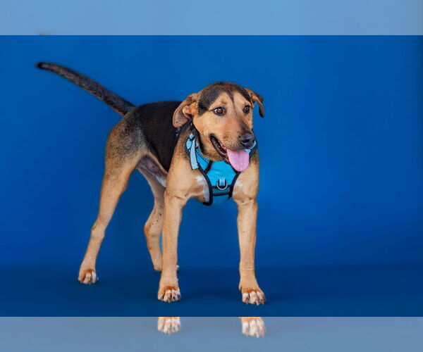 Medium Photo #1 Labrador Retriever-Unknown Mix Puppy For Sale in The Woodlands, TX, USA