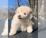 Small Photo #1 Pomeranian Puppy For Sale in PORTLAND, ME, USA