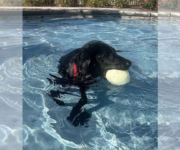 Medium Photo #4 Labrador Retriever-Unknown Mix Puppy For Sale in Clovis, CA, USA